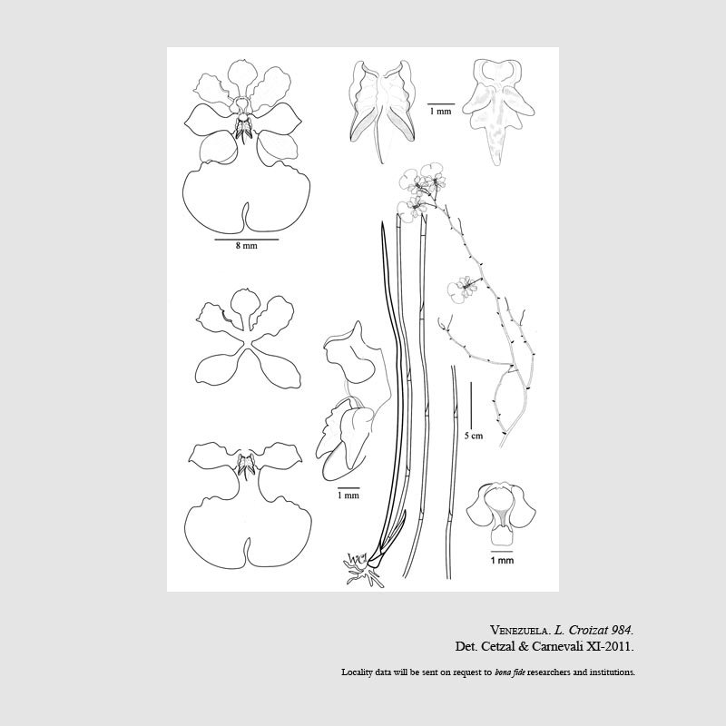 Cohniella croizatii
